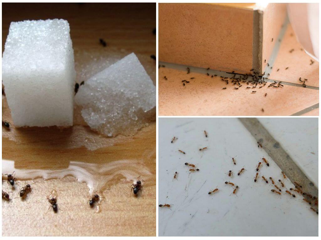 Hur man kan bli av med myror i ett privat hus med folkrättsmedel