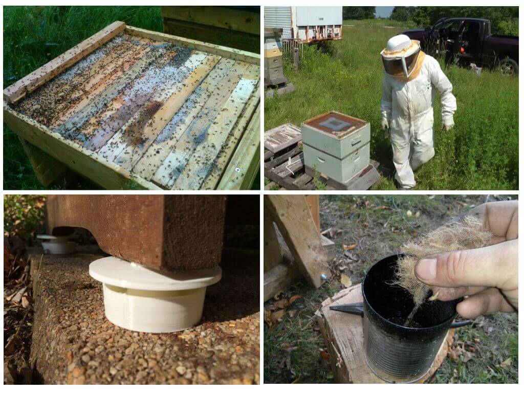 Como se livrar de formigas em um apiário com remédios populares