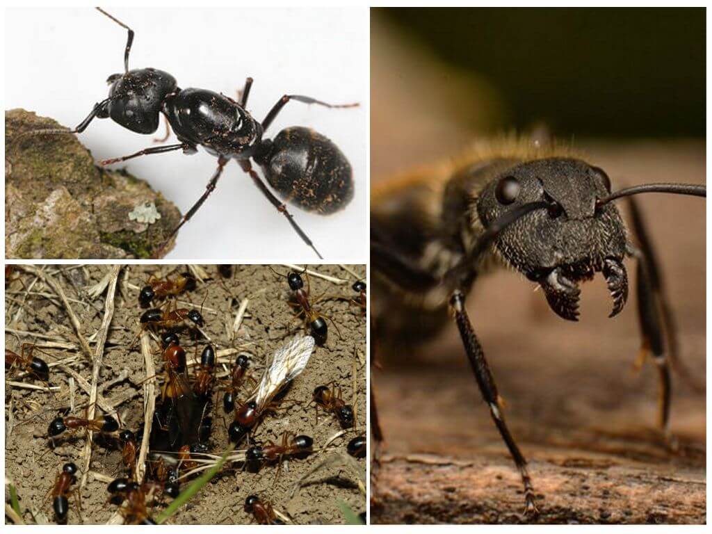 Мравки от дърворезба