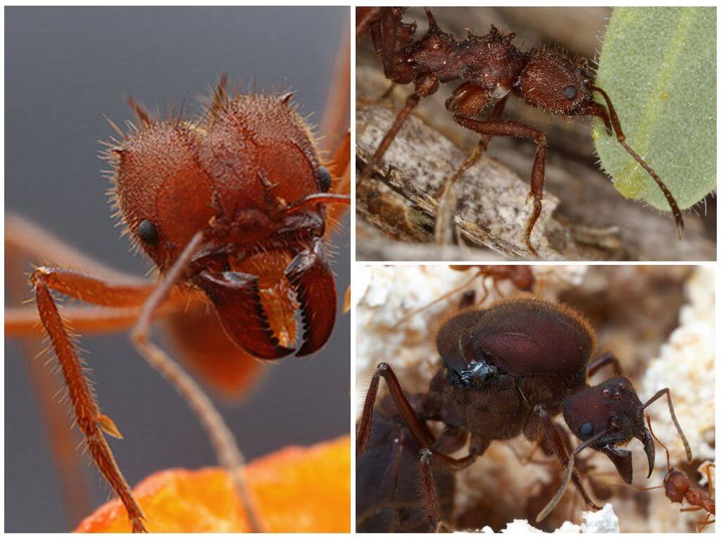 Lapų pjaustymo skruzdėlės