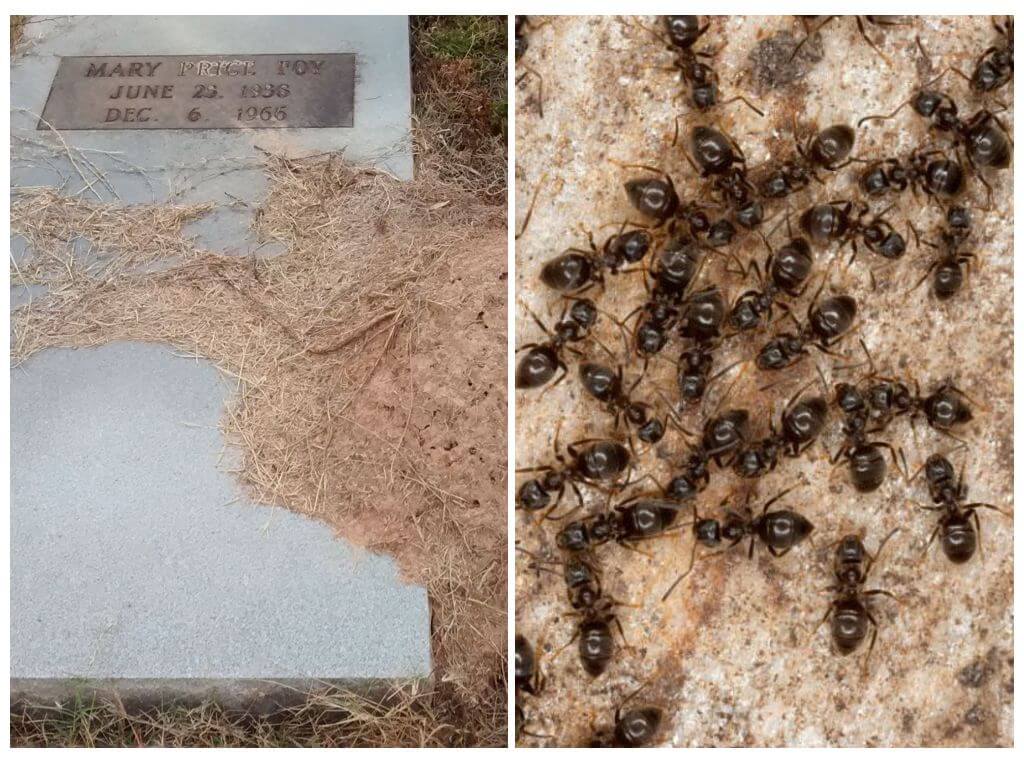 Cum să scapi de furnici pe un mormânt