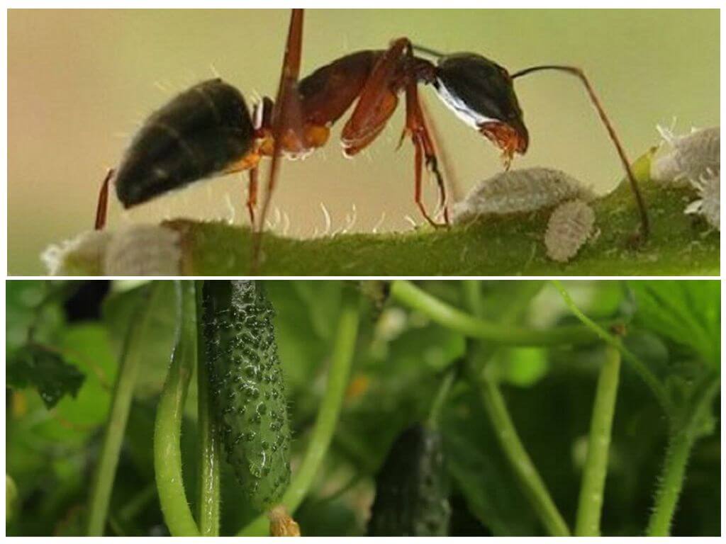 Como lidar com formigas em uma cama com pepinos