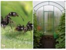 Hormigas en el invernadero