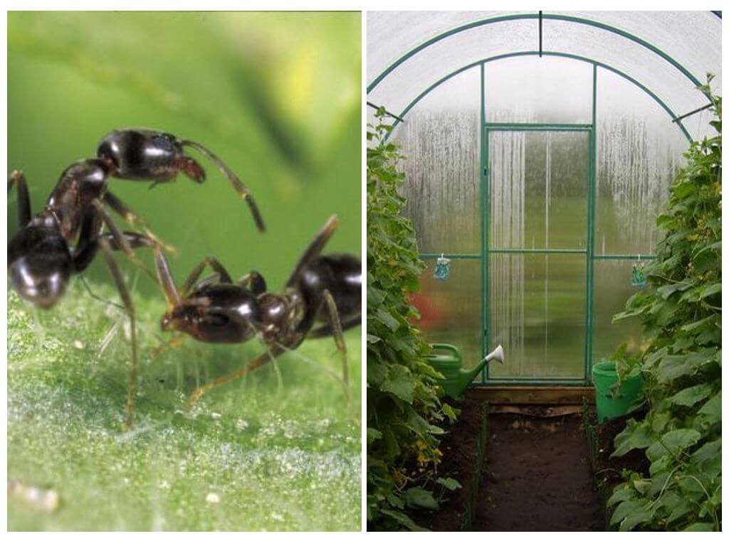 Hur man hanterar myror i ett växthus folkläkemedel