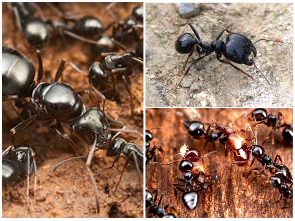 Mrówki żniwiarzy