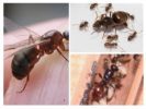 Samenstelling van mieren in de kolonie