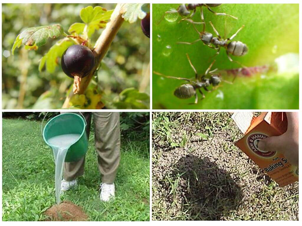 Hur man hanterar myror och bladlöss på vinbär
