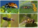 Ang mga insekto na nagpapanggap na kumakain ng aphids