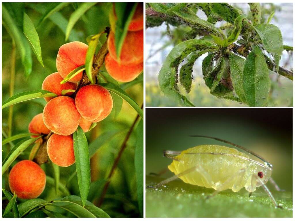 Paano haharapin ang aphids sa peach na may mga tool ng folk at store