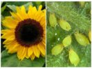 Aphids pada bunga matahari