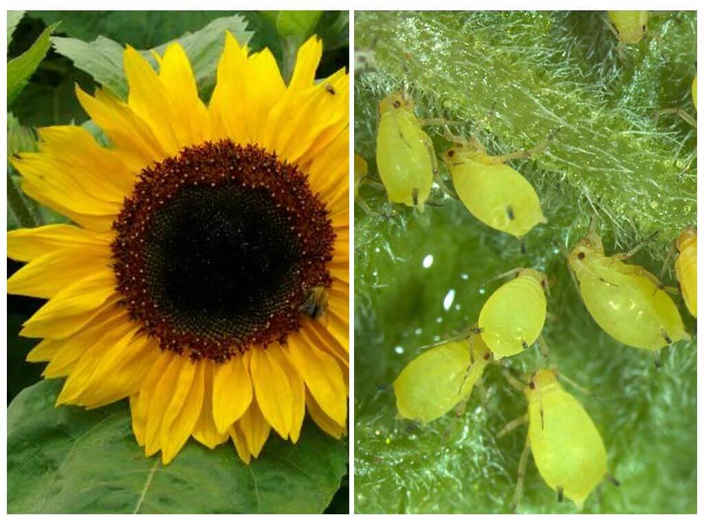 Wie man mit Blattläusen auf Sonnenblumen umgeht