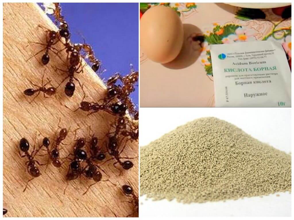 Ľudové lieky proti mravcom