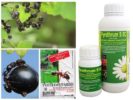 Mga remedyo ng Propesyonal na Ant