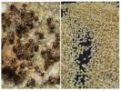 Millet mula sa mga ants