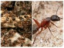 Miško raudonos skruzdėlės