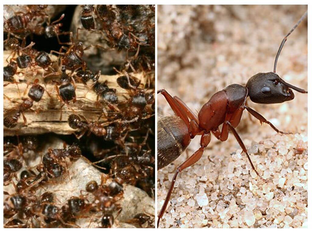 Hormigas rojas del bosque