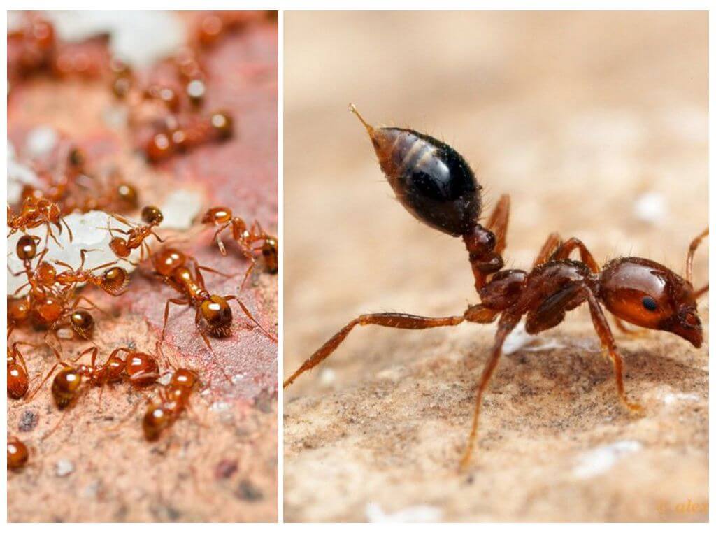 Как да се отървете от малки червени мравки в апартамент