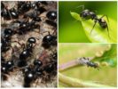 Mga black ants na hardin