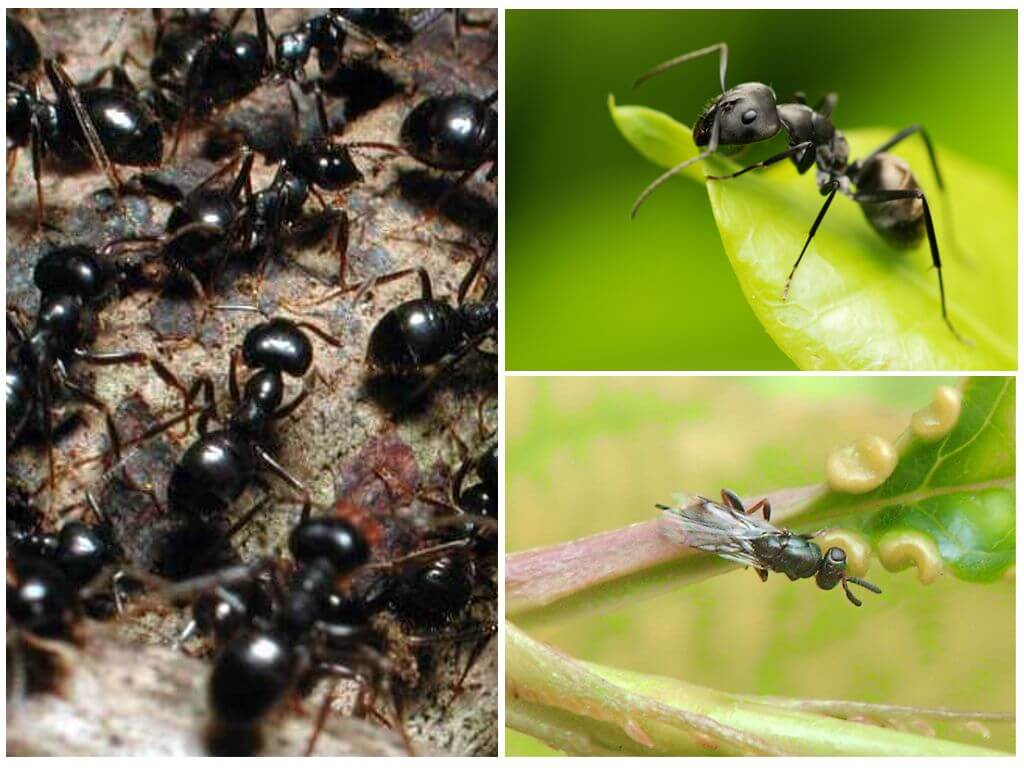 Видове мравки в Русия и по света