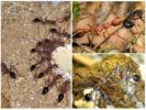 Características de las hormigas bulldog