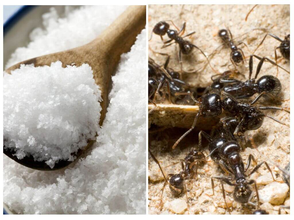 Soľ proti mravcom v záhrade