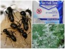 Начини за справяне с мравки
