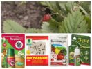 Mga remedyo para sa mga ants sa mga strawberry