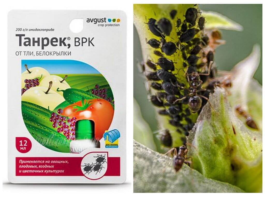 Ubat Tanrek dari aphids dan whiteflies