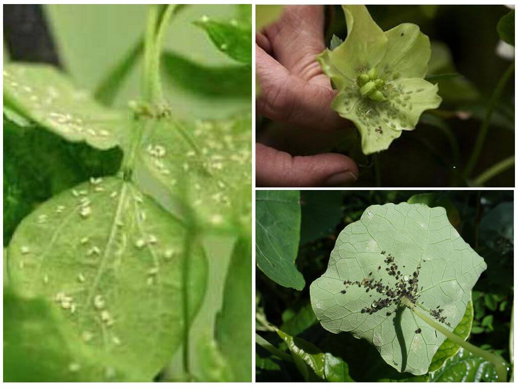 Hvordan bli kvitt bladlus på inneplanter hjemme