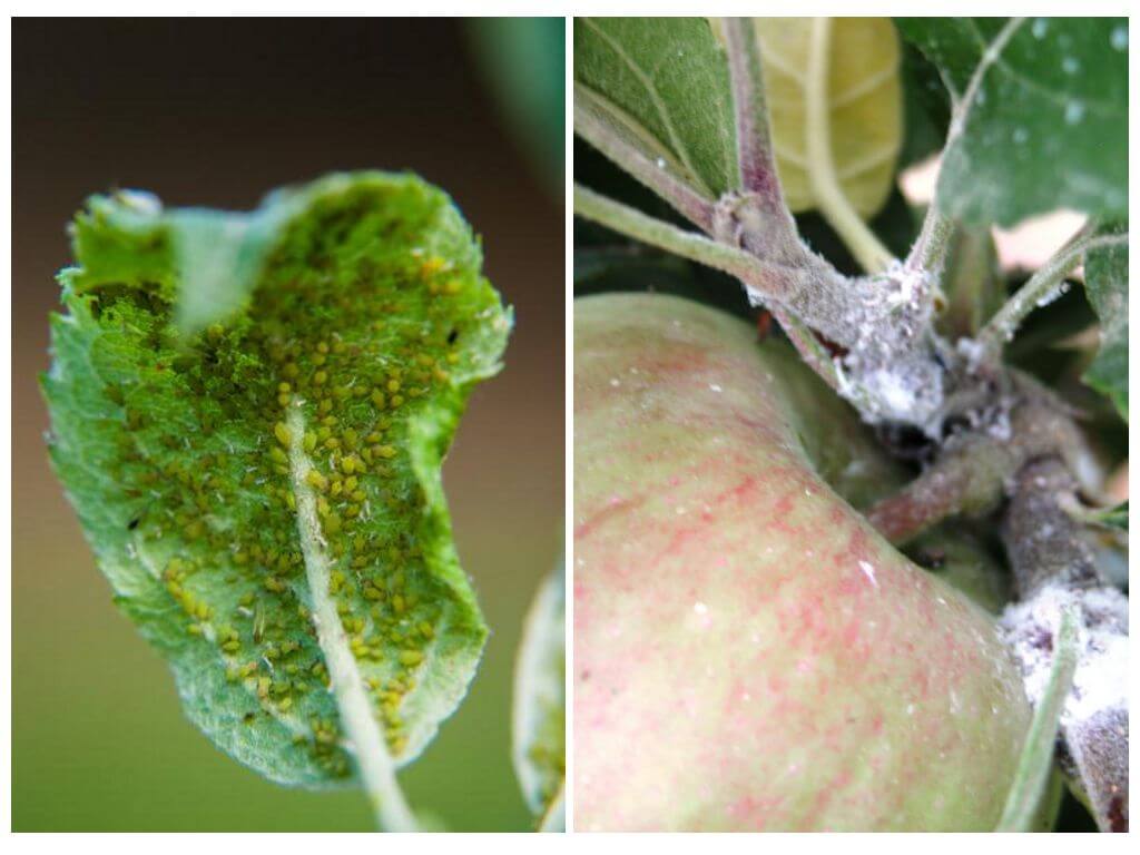 Hur man kan bli av bladlöss på ett äppelträd