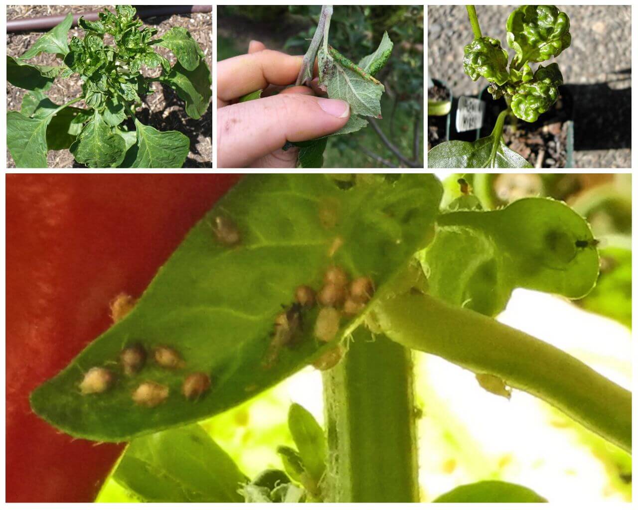 Hur och hur man hanterar bladlöss på peppar i ett växthus och öppen mark
