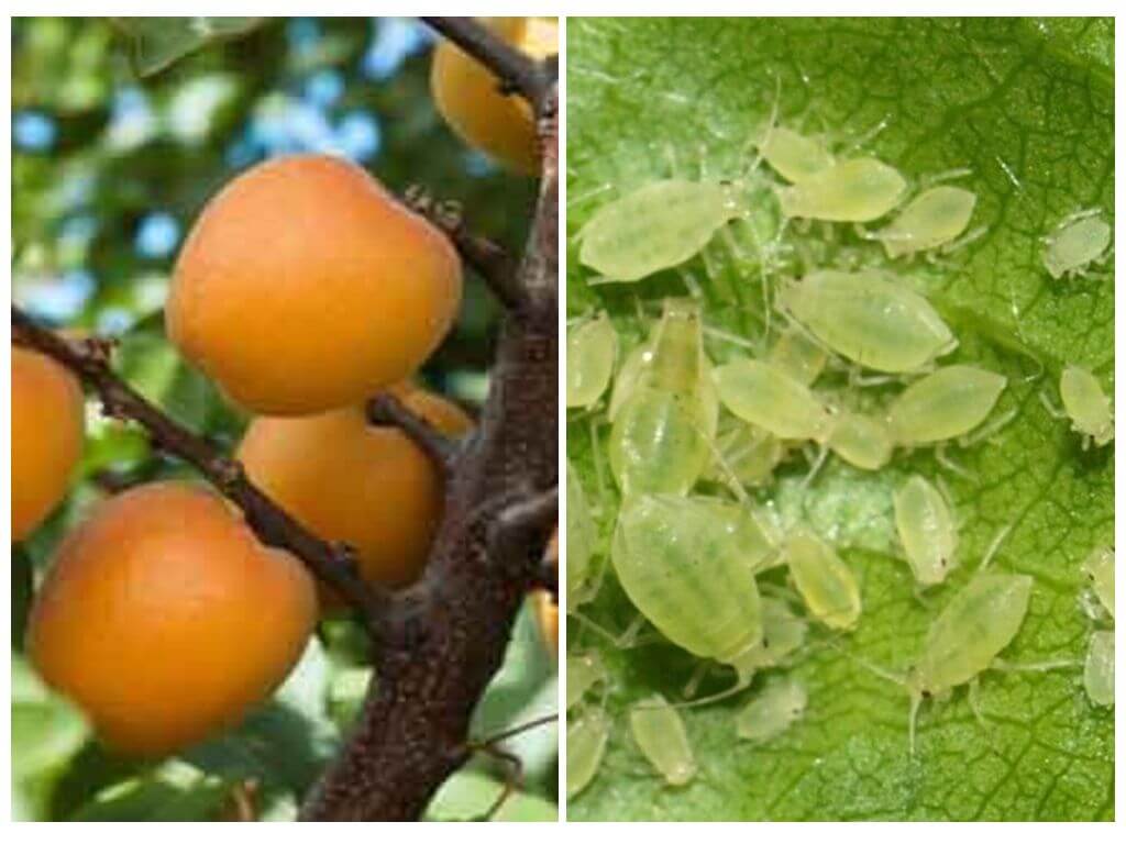 Hur man kan bli av bladlöss på aprikos