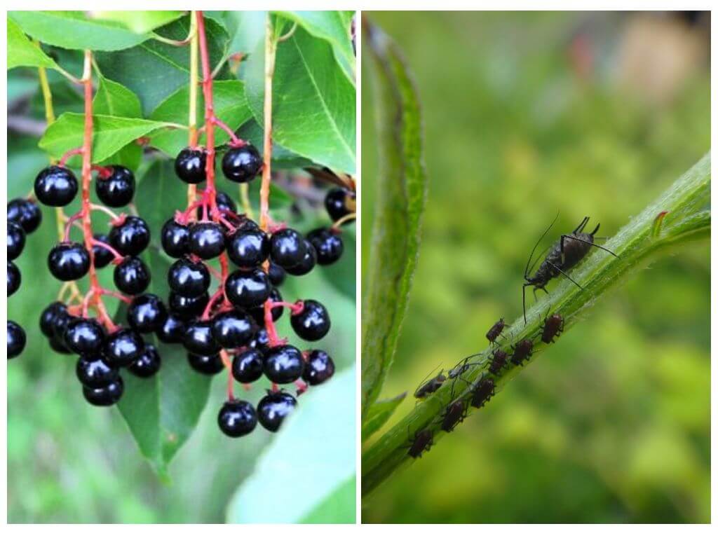 Paano mapupuksa ang aphids sa mga puno ng cherry bird