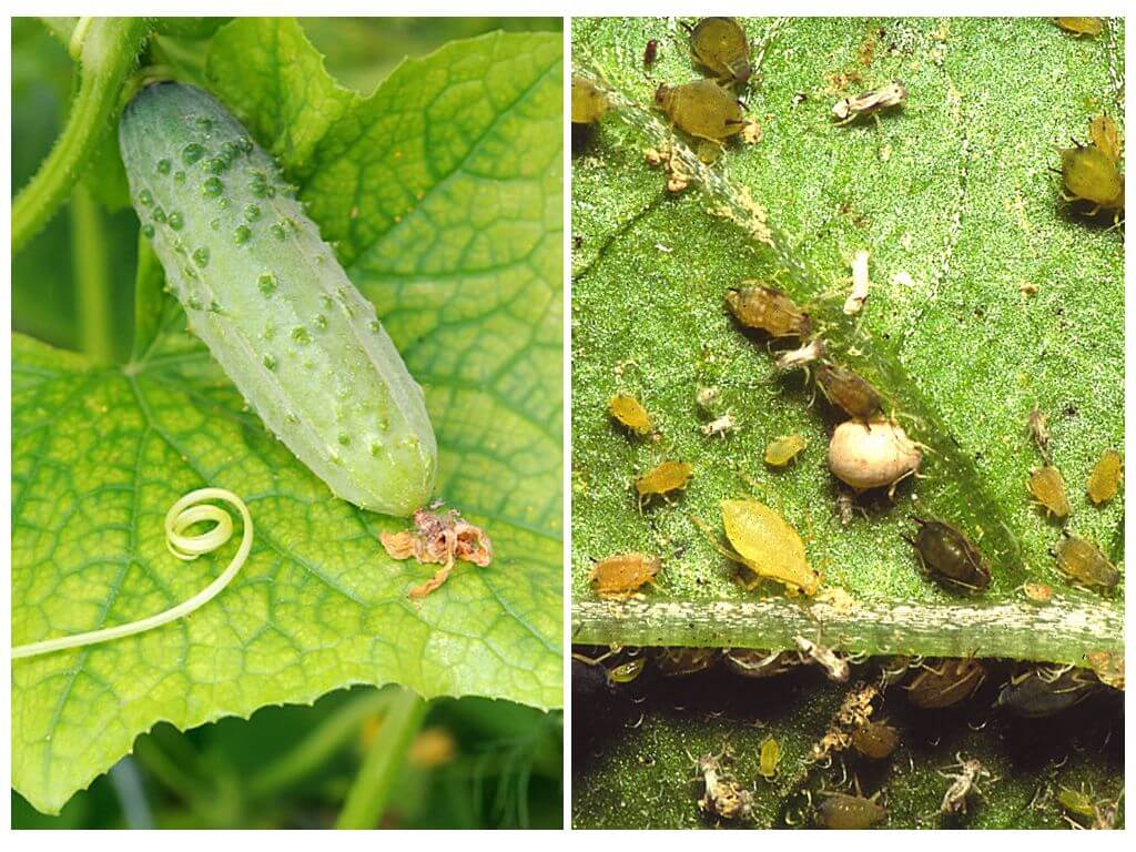 Hur och hur man hanterar bladlöss på gurkor i ett växthus och öppen mark