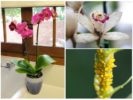 Orchidėjos amfidas