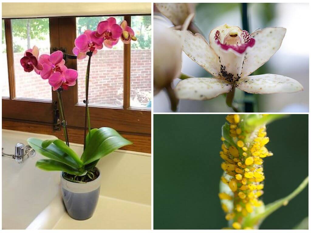 Kā rīkoties ar laputīm orhidejās