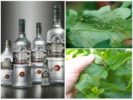 Wodka in de strijd tegen bladluizen