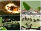 Beneficiile și prejudiciile furnicilor