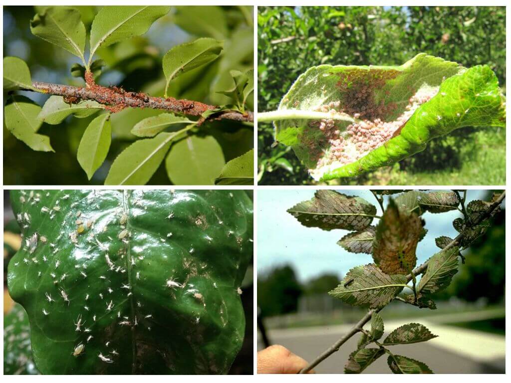 كيفية التخلص من حشرات المن على الأشجار