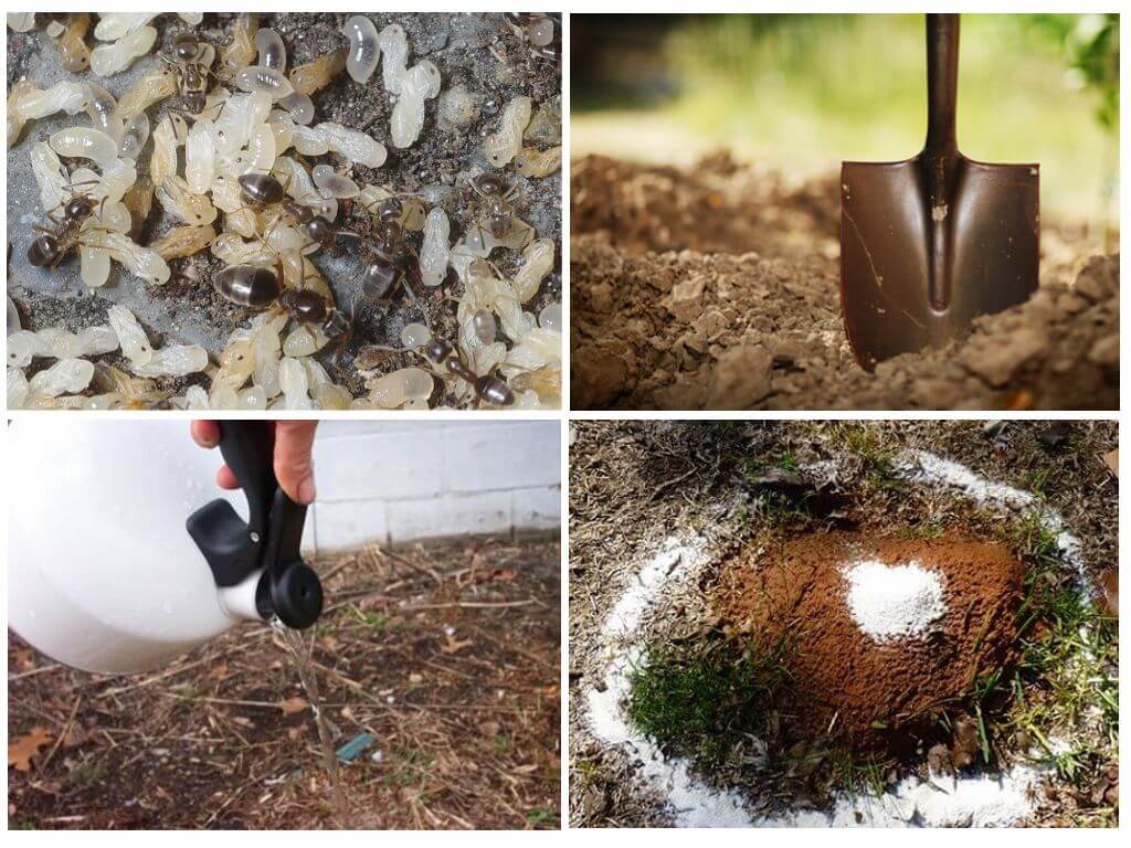 Hur man tar bort myror från trädgården folkrättsmedel