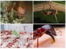 Atta Karıncalar Yaşam