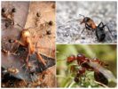 Cuộc sống của kiến ​​rừng
