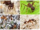 Μήκος μυρμήγκι φύλλων φύλλων