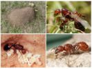 Habitat de formiga vermelha