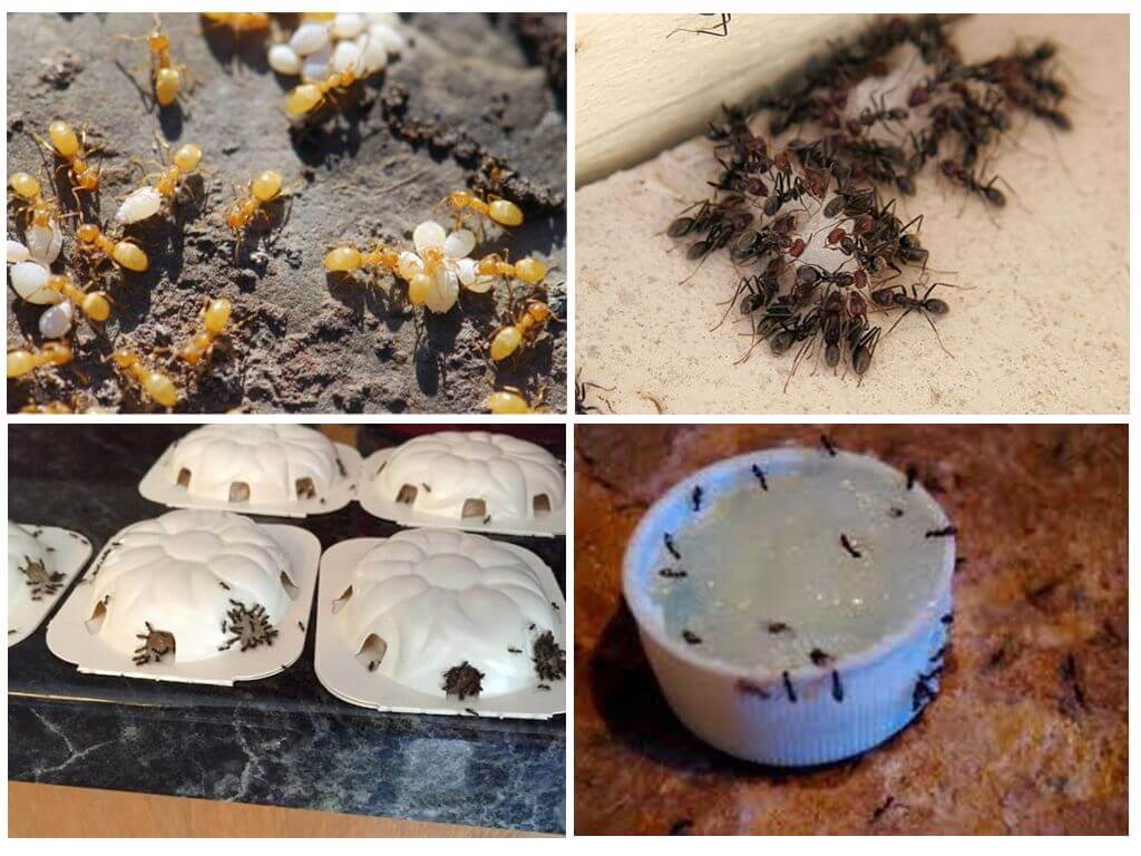Wie man gelbe Ameisen in einem Sommerhaus oder Garten loswird