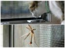 Sivrisinek ağı Antikoshka