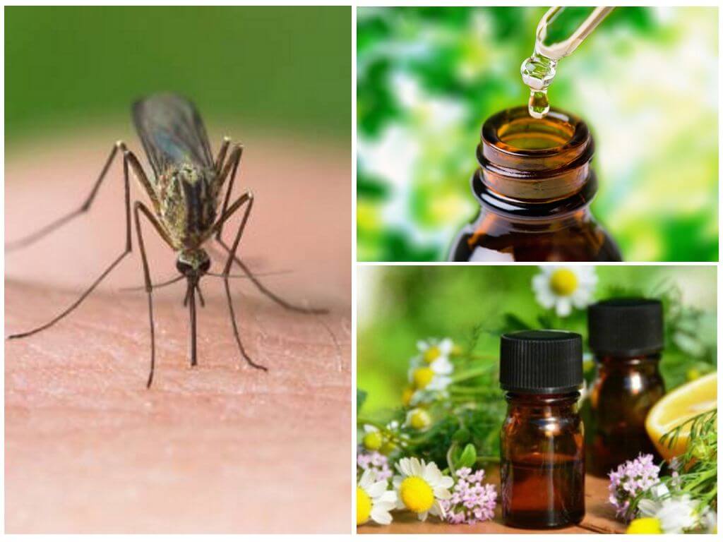 Essentiële oliën van muggen