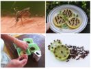 Λεμόνι και γαρίφαλο για προστασία από ιπτάμενα έντομα
