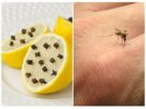 Citroen en kruidnagel van muggen