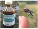 Amoníaco líquido de mosquitos y mosquitos